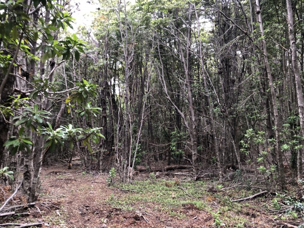 Proyecto Inmobiliario: Parcelas km 49 Sur Proyecto Inmobiliario: Parcelas km 49 Sur