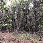 Proyecto Inmobiliario: Parcelas km 49 Sur Proyecto Inmobiliario: Parcelas km 49 Sur